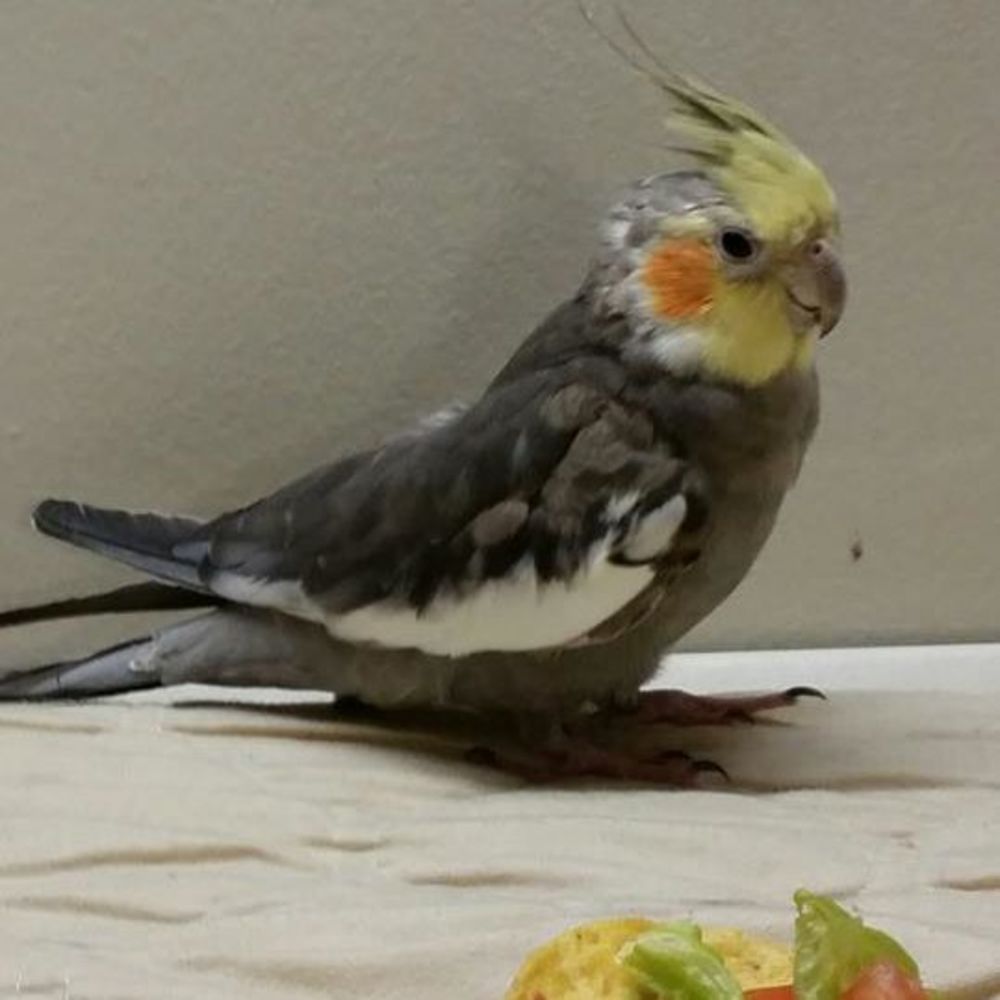 Meet your Posher, Kay